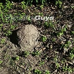 White Ant Treatment