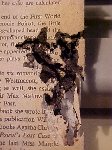 Termites love books.
