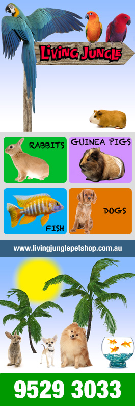 Living Jungle - Promotion