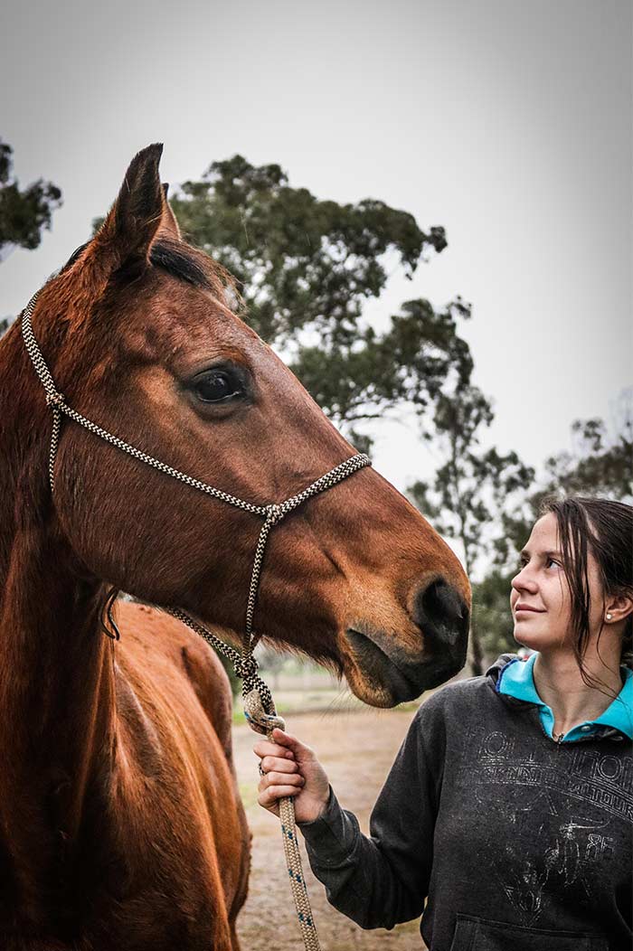 Dr Ed's Equine Veterinary Services Horse Dentists 986 Duri Dungowan