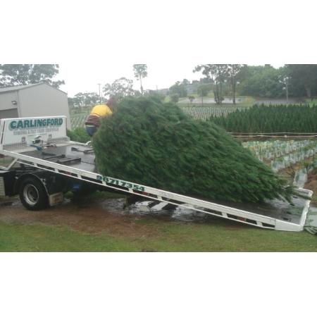 christmas tree farm at dural christmas trees christmas tree farm at dural christmas trees