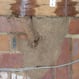 Termite Nest