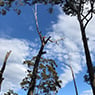 Dynamic Tree Works - Pic 9