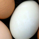 Fresh Farm Eggs Pty Ltd - Pic 3