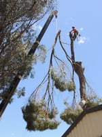 Branching Out Tree Care - Pic 8