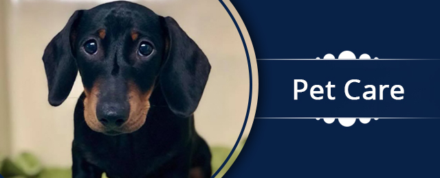 Westlakes Veterinary Hospital - Promotion 3