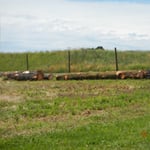 Woodstock Tree & Stump Removal - Pic 7