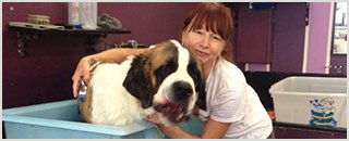 New York Dog Wash - Promotion 3