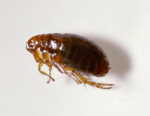 BP Homecare Pest Control - Pic 4