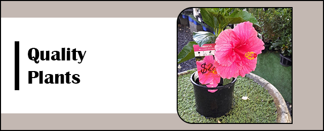 Garden Treasure Yarragon - Promotion 1