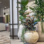 D&L Indoor Plant Hire & Garden Maintenance Pty Ltd - Pic 1