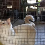 Glenhaven Boarding Cattery - Pic 6