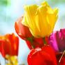 Daphne Florist - Pic 5