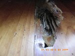 termite damage to white cypress flooring, ya better believe it