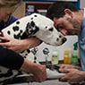 Maroondah Veterinary Clinic - Pic 2